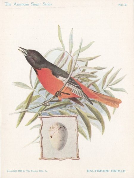 baltimoreoriole - The American Singer Series