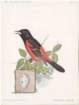 orchardoriole_small.jpg