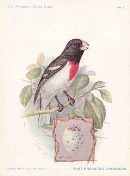 rosebreastedgrosbeak - The American Singer Series