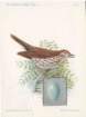 woodthrush_small.jpg